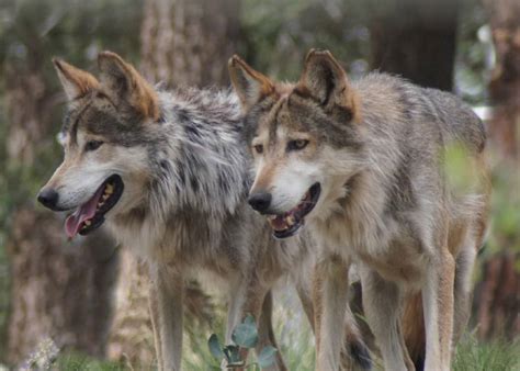 wolves in colorado 2024